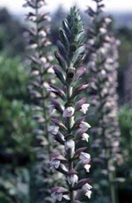 White Bear's Breeches   Acanthus mollis 'alba'  SHADE