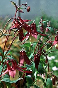 buergeriana